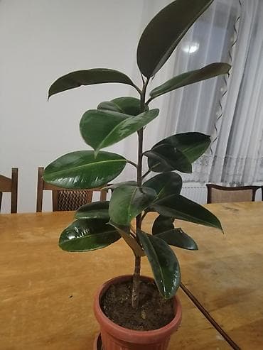 Home & Garden: Fikus elastika (Ficus elastica) u saksiji - Sobna biljka sa krupnim at lalafo.rs — 3 Home & Garden: Fikus elastika (Ficus elastica) u saksiji - Sobna biljka sa krupnim — 3