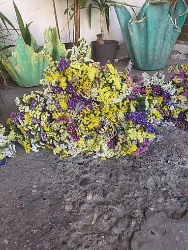 🌸 Statica suvo cvece
Buket za samo 🌸❌ at lalafo.rs — 4 🌸 Statica suvo cvece
Buket za samo 🌸❌ — 4