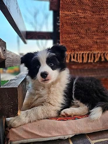 Border Koli, vrhunski štenci Na prodaju vrhunski štenci Border Kolija na lalafo.rs Border Koli, vrhunski štenci Na prodaju vrhunski štenci Border Kolija