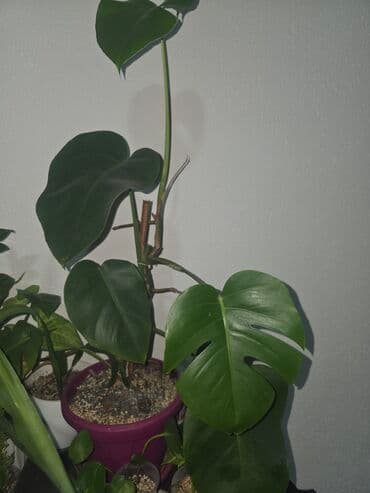 Sobne biljke – tropska kolekcija u saksijama - Monstera deliciosa na lalafo.rs Sobne biljke – tropska kolekcija u saksijama - Monstera deliciosa