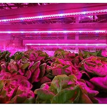 kzubr 500a co2: GROW LED TRAKA ZA RAST BILJAKA 3:1 5050 DIODE 12V | *Brojni at lalafo.rs — 2 kzubr 500a co2: GROW LED TRAKA ZA RAST BILJAKA 3:1 5050 DIODE 12V | *Brojni — 2