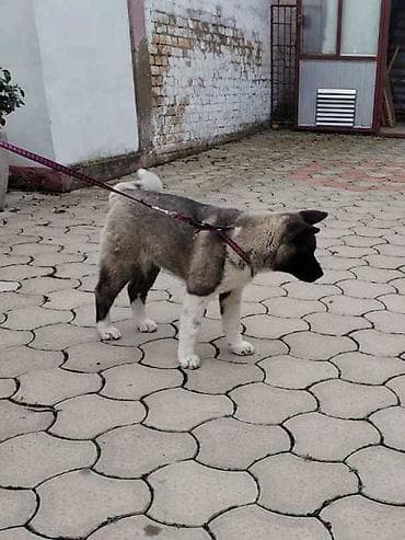 zenske original guess: Američka Akita žensko štene Na prodaju žensko štene Američke Akite na lalafo.rs — 3 zenske original guess: Američka Akita žensko štene Na prodaju žensko štene Američke Akite — 3