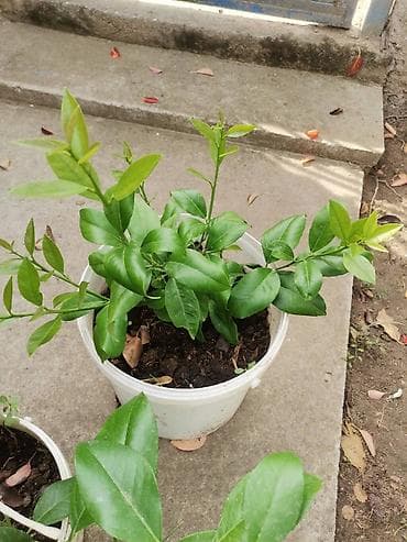 Stablo limuna, sa plodom, u cvetu. vise komada na lalafo.rs — 5 Stablo limuna, sa plodom, u cvetu. vise komada — 5