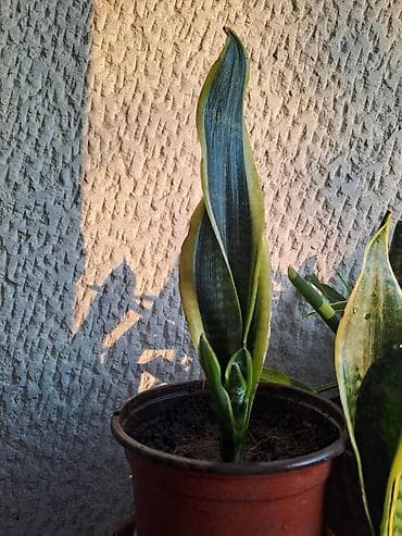 Sanseverije sa prve i trece slike su 800, Yucca, Drvo Zivota, dva na lalafo.rs — 3 Sanseverije sa prve i trece slike su 800, Yucca, Drvo Zivota, dva — 3