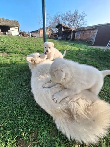 Štenci – beli pastirski tip, dugodlaki Opis: - Štenaci samojeda bele na lalafo.rs Štenci – beli pastirski tip, dugodlaki Opis: - Štenaci samojeda bele