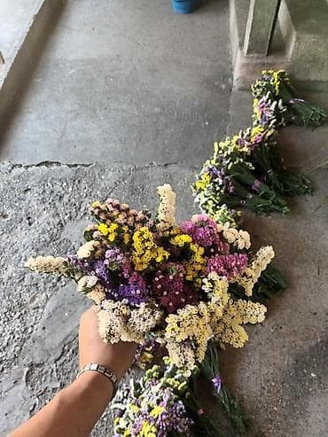 🌸 Statica suvo cvece
Buket za samo 🌸❌ at lalafo.rs — 8 🌸 Statica suvo cvece
Buket za samo 🌸❌ — 8