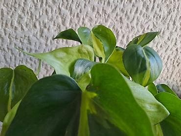 Sanseverije sa prve tri slike su 800, Orhideje sa cetvrte i pete su na lalafo.rs — 6 Sanseverije sa prve tri slike su 800, Orhideje sa cetvrte i pete su — 6