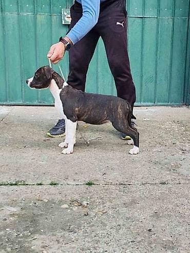 zenske broj: Američki Stafordski terijer štenci Odgajivačnica Eternal Kingdom ima at lalafo.rs — 5 zenske broj: Američki Stafordski terijer štenci Odgajivačnica Eternal Kingdom ima — 5