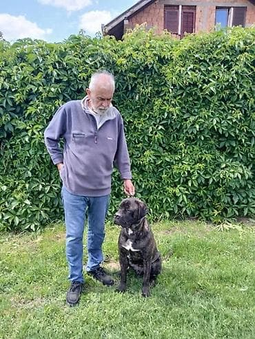 Dostupan obucen pas,cane corso.
Pitati na tel
Pancevo na lalafo.rs Dostupan obucen pas,cane corso.
Pitati na tel
Pancevo