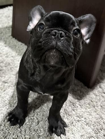 Francuski buldog, crne (brindle) boje, štene kompaktne građe i kratke na lalafo.rs Francuski buldog, crne (brindle) boje, štene kompaktne građe i kratke