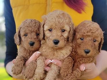 Prelepe bebe patuljaste pudle: umiljate, vesele, razigrane, odlicnog at lalafo.rs — 5 Prelepe bebe patuljaste pudle: umiljate, vesele, razigrane, odlicnog — 5