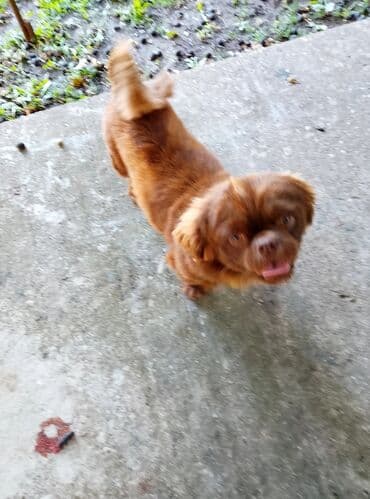 Mali kućni pas – braon boje, kratke dlake i kovrčavog repa. Kompaktna na lalafo.rs Mali kućni pas – braon boje, kratke dlake i kovrčavog repa. Kompaktna