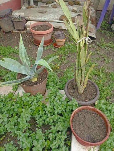 Coal and wood: Kaktusi razni vrsta i veličina, preuzimanje lično i dogovor at lalafo.rs — 2 Coal and wood: Kaktusi razni vrsta i veličina, preuzimanje lično i dogovor — 2