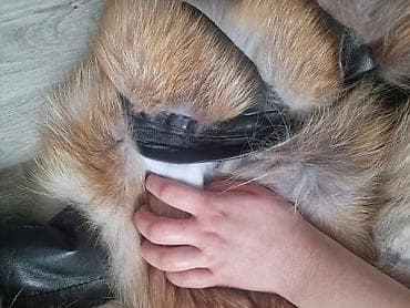 Bunda s kapuljačom od prirodnog krzna, kombinovana sa kožnim rukavima na lalafo.rs — 2 Bunda s kapuljačom od prirodnog krzna, kombinovana sa kožnim rukavima — 2