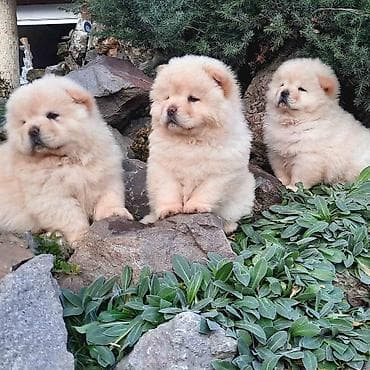 zenske broj: Stenci Chow chow traze novog vlasnika na raspolaganju su 2 zenke i at lalafo.rs — 4 zenske broj: Stenci Chow chow traze novog vlasnika na raspolaganju su 2 zenke i — 4