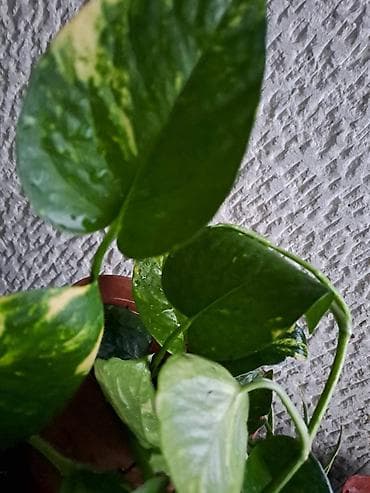 Epipremnum, Zlatna Lozica, jednostavna za odrzavanje na lalafo.rs Epipremnum, Zlatna Lozica, jednostavna za odrzavanje
