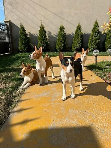 Prelepi štenci rase Basenji Na prodaju prelepi štenci rase Basenji – na lalafo.rs Prelepi štenci rase Basenji Na prodaju prelepi štenci rase Basenji –