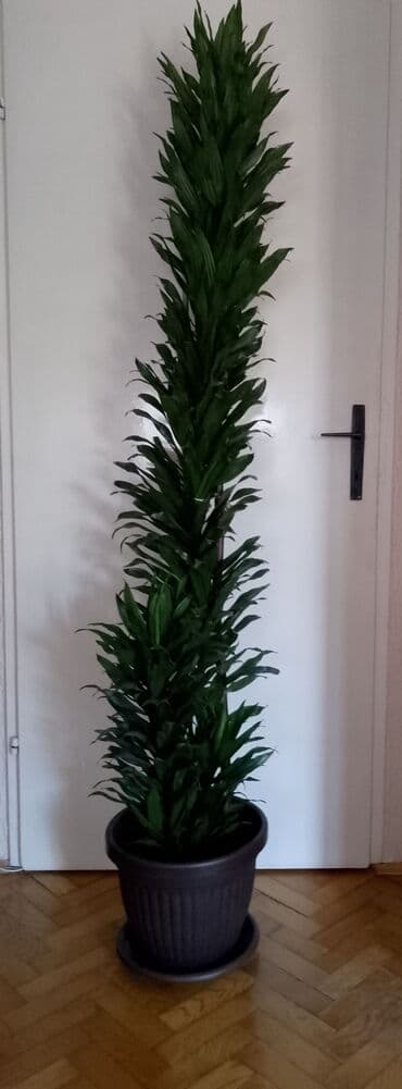 Ironing Boards: Sobna biljka Dracena, poreklom iz Južne Afrike, efektna za ukrašavanje at lalafo.rs — 1 Ironing Boards: Sobna biljka Dracena, poreklom iz Južne Afrike, efektna za ukrašavanje — 1