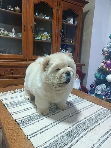 Na prodaju jedna devocica chow chow stara 50 dana, vakcinisana i at lalafo.rs — 6 Na prodaju jedna devocica chow chow stara 50 dana, vakcinisana i — 6
