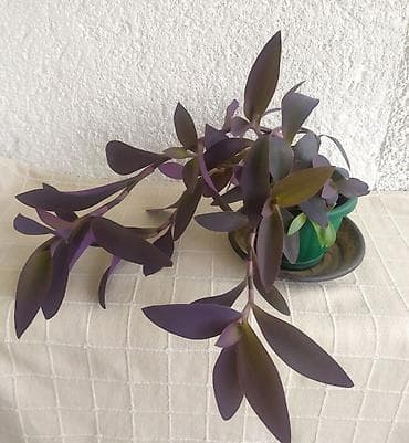 Tradescantia Pallida - Ljubičasta Lozica Prodaje se biljka sa na lalafo.rs — 1 Tradescantia Pallida - Ljubičasta Lozica Prodaje se biljka sa — 1