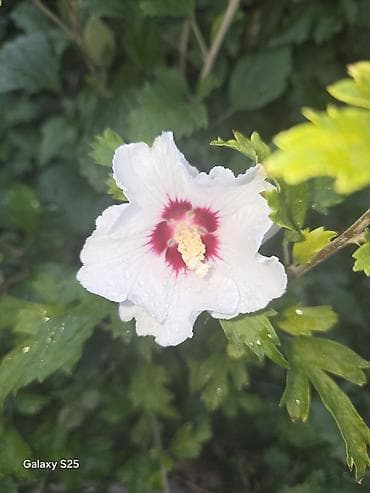 Ukrasni leptir šnala – roze - Dekorativni leptir u intenzivnoj roze na lalafo.rs — 10 Ukrasni leptir šnala – roze - Dekorativni leptir u intenzivnoj roze — 10