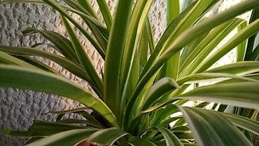 Chlorophytum, velike biljke u saksijama, Chlorophytum sa prve slike na lalafo.rs — 2 Chlorophytum, velike biljke u saksijama, Chlorophytum sa prve slike — 2