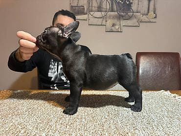 zenske broj: Odgajivačnica francuskih buldoga “THE BEST EDITION” predstavlja at lalafo.rs — 8 zenske broj: Odgajivačnica francuskih buldoga “THE BEST EDITION” predstavlja — 8