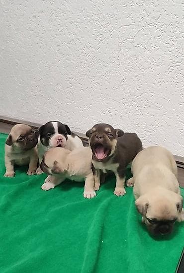 Francuski buldog štenci exotic, plavi, klasik i fluffy veseli na lalafo.rs — 3 Francuski buldog štenci exotic, plavi, klasik i fluffy veseli — 3