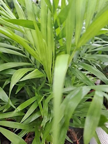 Yucca, Drvo Zivota, 70 centimetara sa prve slike je 1500, Spatifilum na lalafo.rs — 3 Yucca, Drvo Zivota, 70 centimetara sa prve slike je 1500, Spatifilum — 3