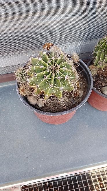 Kaktusi – više vrsta u saksiji - Opuntia microdasys (tzv. „zeka“ na lalafo.rs — 5 Kaktusi – više vrsta u saksiji - Opuntia microdasys (tzv. „zeka“ — 5