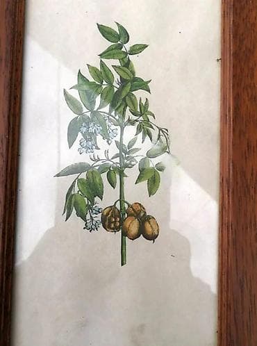 Vintage Botanička ilustracija Staphylodendron u drvenom ramu. Prodajem na lalafo.rs — 2 Vintage Botanička ilustracija Staphylodendron u drvenom ramu. Prodajem — 2