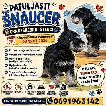 Patuljasti šnaucer-crno/srebrni štenci-očekivano vreme preuzimanja od na lalafo.rs Patuljasti šnaucer-crno/srebrni štenci-očekivano vreme preuzimanja od