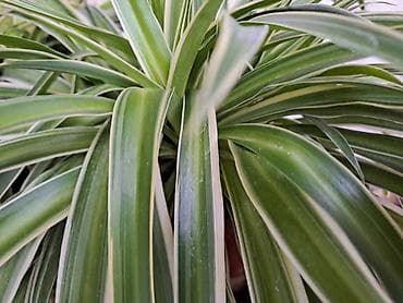 Sanseverije sa prve tri slike su 800, Orhideje sa cetvrte i pete su na lalafo.rs — 8 Sanseverije sa prve tri slike su 800, Orhideje sa cetvrte i pete su — 8