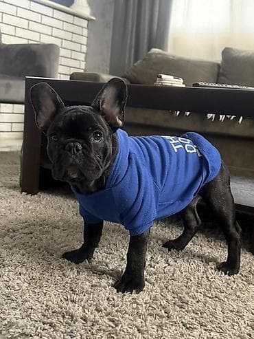 Dostupno 3 šteneta francuskog buldoga, dve devojcice i jedan decak na lalafo.rs Dostupno 3 šteneta francuskog buldoga, dve devojcice i jedan decak