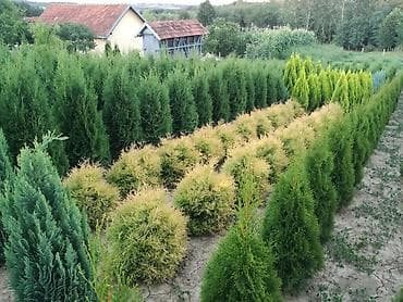 Irrigation systems: Prodajem tuje svih vrsta i veličina, idealne za živu ogradu i at lalafo.rs — 9 Irrigation systems: Prodajem tuje svih vrsta i veličina, idealne za živu ogradu i — 9