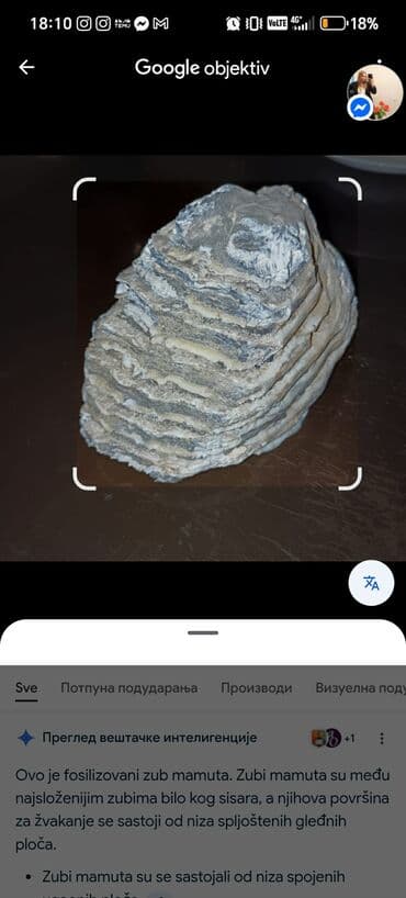 Crystals and minerals: Fosil zuba mamuta (molara) – autentičan segment sa jasno vidljivim at lalafo.rs — 1 Crystals and minerals: Fosil zuba mamuta (molara) – autentičan segment sa jasno vidljivim — 1