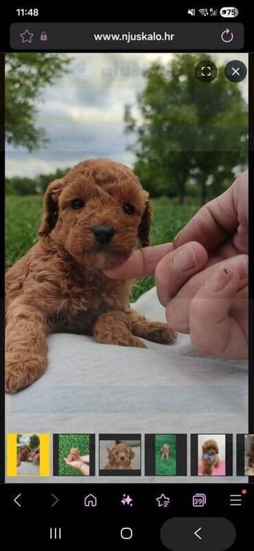 TOY PUDLA – SAVRŠEN NOVOGODIŠNJI POKLON Tražite idealno iznenađenje at lalafo.rs TOY PUDLA – SAVRŠEN NOVOGODIŠNJI POKLON Tražite idealno iznenađenje