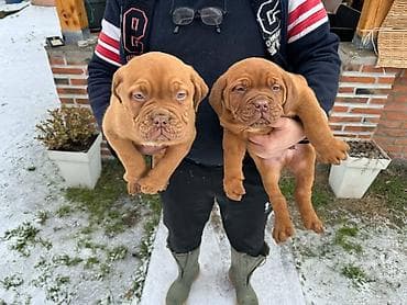 Na prodaju štenci bordoške doge. Štenci su vrlo kvalitetni i zdravi at lalafo.rs — 6 Na prodaju štenci bordoške doge. Štenci su vrlo kvalitetni i zdravi — 6