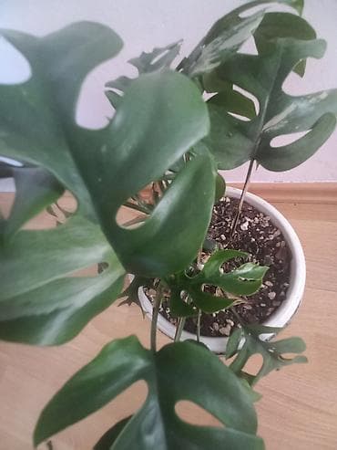 Na prodaju monstera tetrasperma minima variegeta i adansoni mint cena na lalafo.rs — 3 Na prodaju monstera tetrasperma minima variegeta i adansoni mint cena — 3
