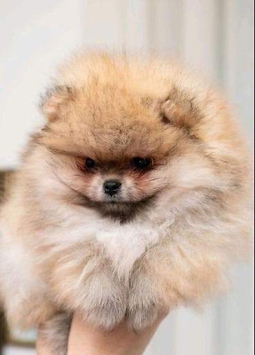 zenske broj: U ponudi dva steneta Pomeranca starosti 2 meseca. Muzjak i zenka at lalafo.rs — 2 zenske broj: U ponudi dva steneta Pomeranca starosti 2 meseca. Muzjak i zenka — 2