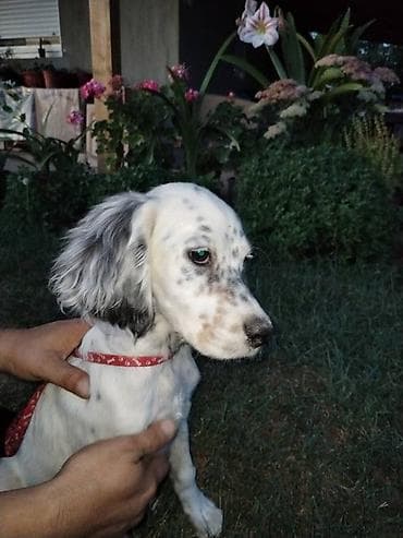 Na prodaju dva muska steneta trikolor engleskog setera od vrhunskih na lalafo.rs — 8 Na prodaju dva muska steneta trikolor engleskog setera od vrhunskih — 8