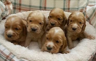 Štenci engleskog koker spanijela Štenci engleskog koker spanijela na na lalafo.rs Štenci engleskog koker spanijela Štenci engleskog koker spanijela na