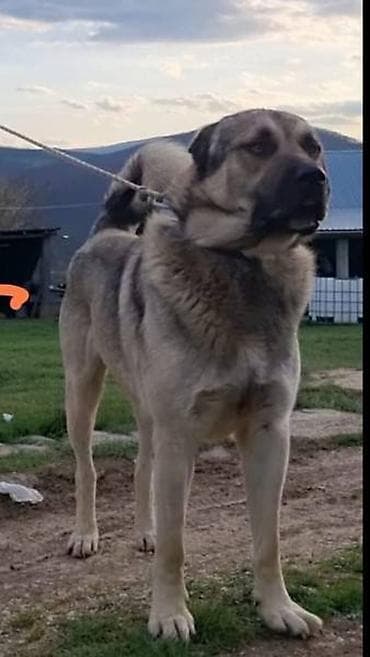 zenske broj: Na prodaju štenad Turskog Kangala, "radne" linije! !! Leglo br. 1- na at lalafo.rs — 1 zenske broj: Na prodaju štenad Turskog Kangala, "radne" linije! !! Leglo br. 1- na — 1