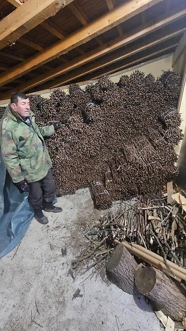 NA PRODAJU: Isečena Loza 1 KLASE za Kalemljenje (Kober BB) U ponudi na lalafo.rs — 4 NA PRODAJU: Isečena Loza 1 KLASE za Kalemljenje (Kober BB) U ponudi — 4