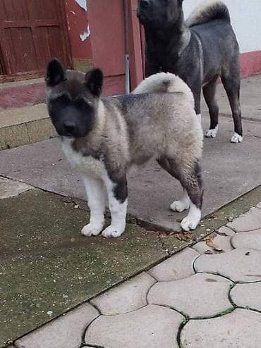 zenske original guess: Američka Akita žensko štene Na prodaju žensko štene Američke Akite na lalafo.rs — 1 zenske original guess: Američka Akita žensko štene Na prodaju žensko štene Američke Akite — 1