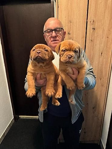 Na prodaju štenci bordoške doge. Štenci su vrlo kvalitetni i zdravi na lalafo.rs Na prodaju štenci bordoške doge. Štenci su vrlo kvalitetni i zdravi