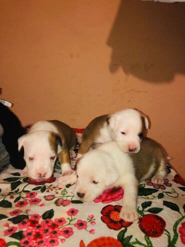 Stafordi stenci imaju 23 dana ima još 2 mužjaka i 2 ženke na lalafo.rs Stafordi stenci imaju 23 dana ima još 2 mužjaka i 2 ženke