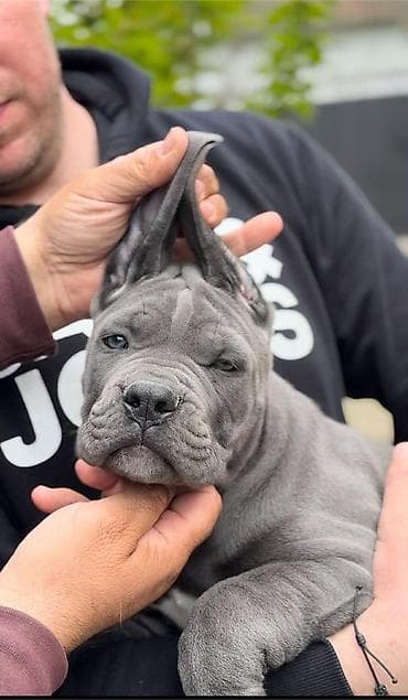 Dostupni za rezervaciju stenci Cane Corso iz registrovane at lalafo.rs — 1 Dostupni za rezervaciju stenci Cane Corso iz registrovane — 1