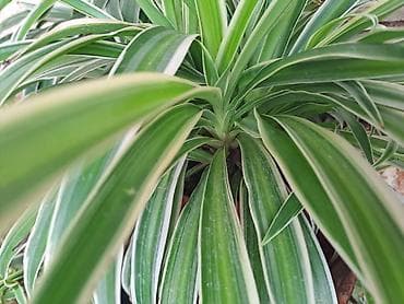 Chlorophytum sa prve slike je 500, sa druge je 1000, sa trece je 300 na lalafo.rs — 1 Chlorophytum sa prve slike je 500, sa druge je 1000, sa trece je 300 — 1
