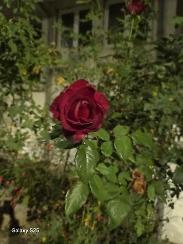 Ukrasni leptir šnala – roze - Dekorativni leptir u intenzivnoj roze na lalafo.rs — 7 Ukrasni leptir šnala – roze - Dekorativni leptir u intenzivnoj roze — 7